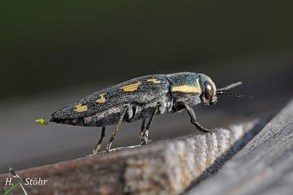 Neunfleckiger Prachtkäfer (Buprestis novemmaculata)